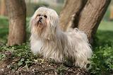 LHASSA APSO 222